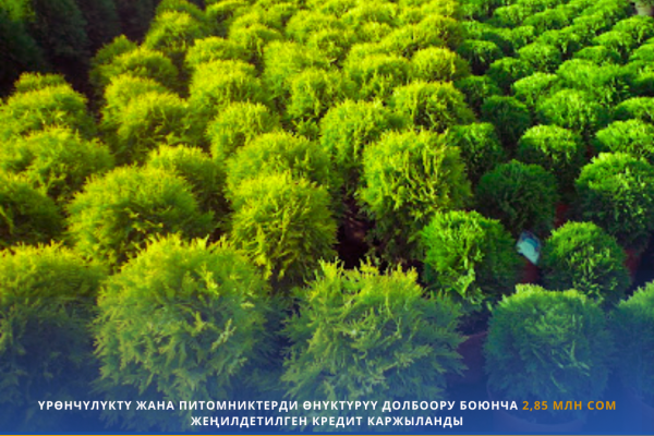 Үрөнчүлүктү өнүктүрүү үчүн 2,85 млн сом жеңилдетилген кредит берилди