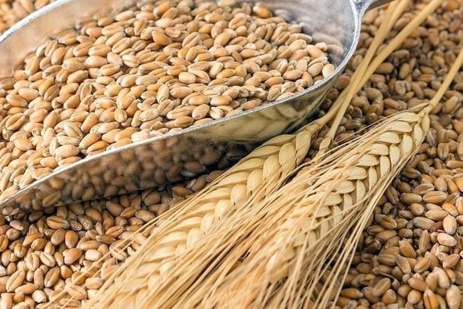 Кыргызстан өзүн өзү азыктык буудай менен 25% камсыздайт