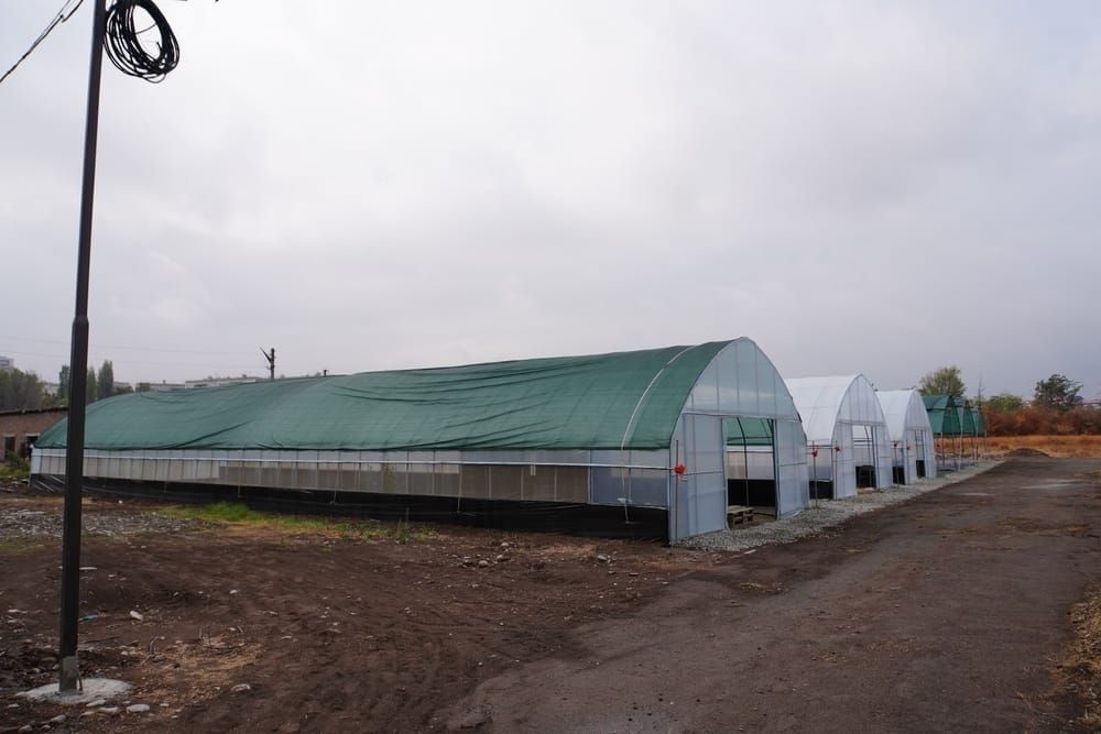 Кыргызстанда көмүртектик-нейтралдык токой түзүү долбоору ишке ашты