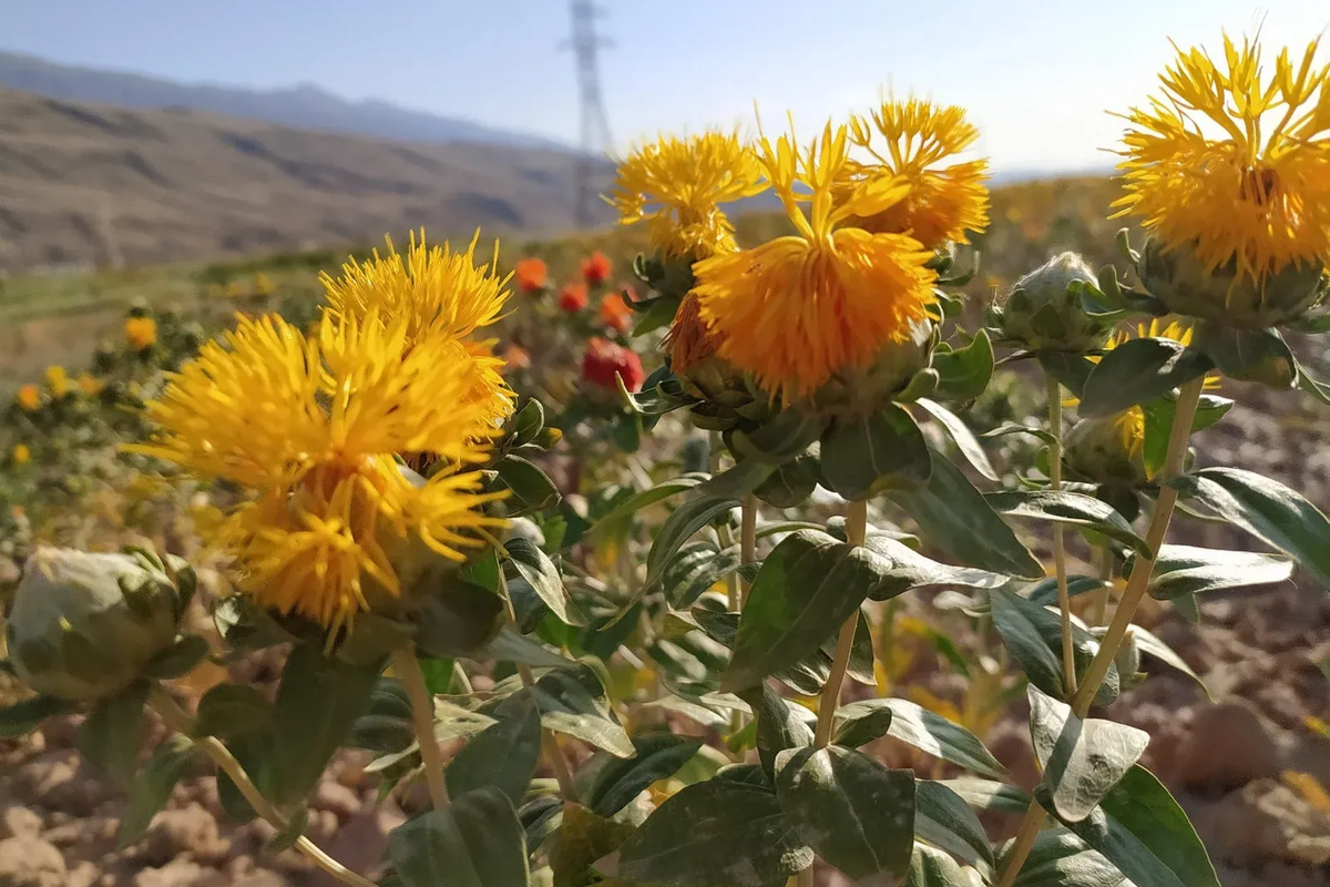 Ак-Талаа районунда сафлордон май чыгаруу завод ачылат