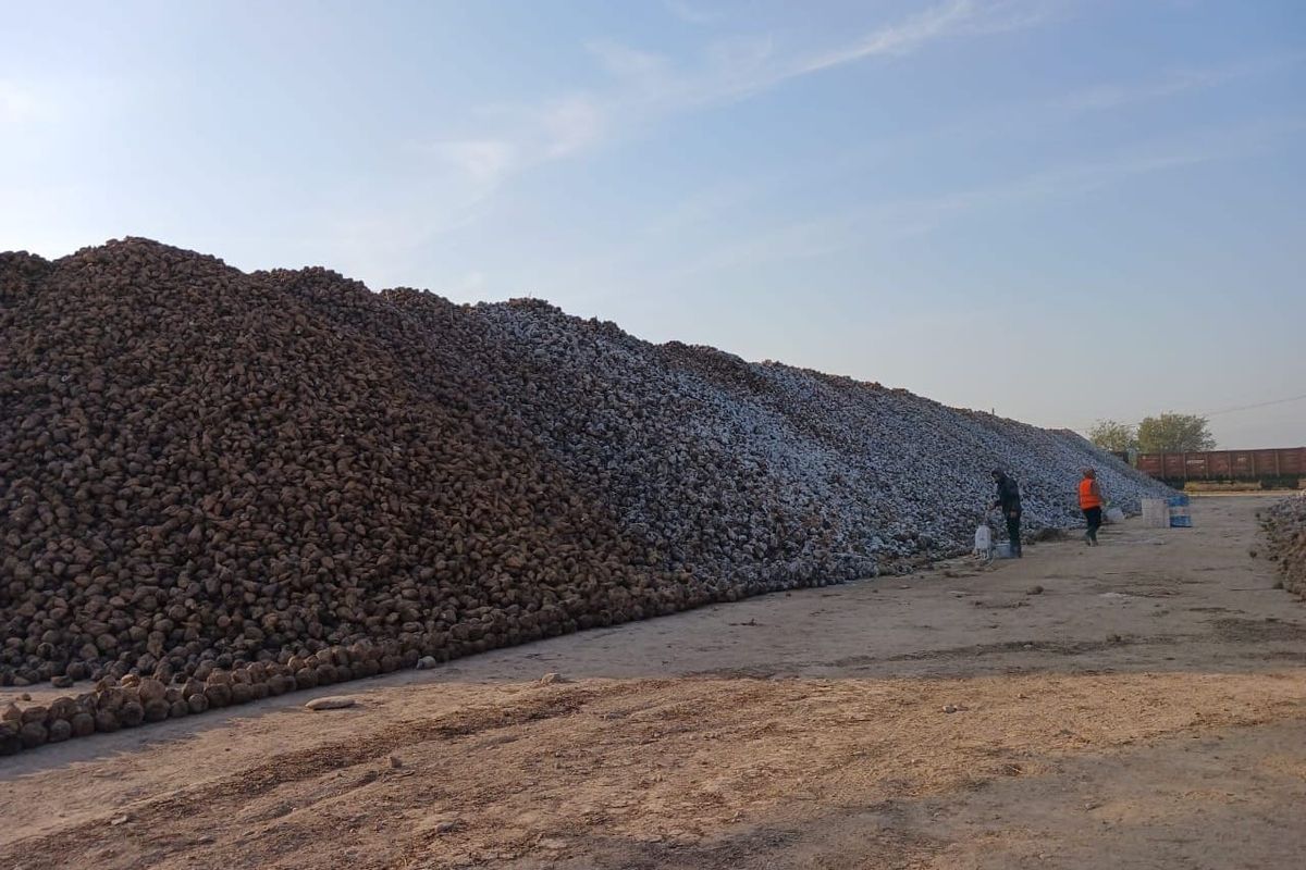 Чүйдө 21 миң тоннадан ашык кант кызылчасы жыйналды