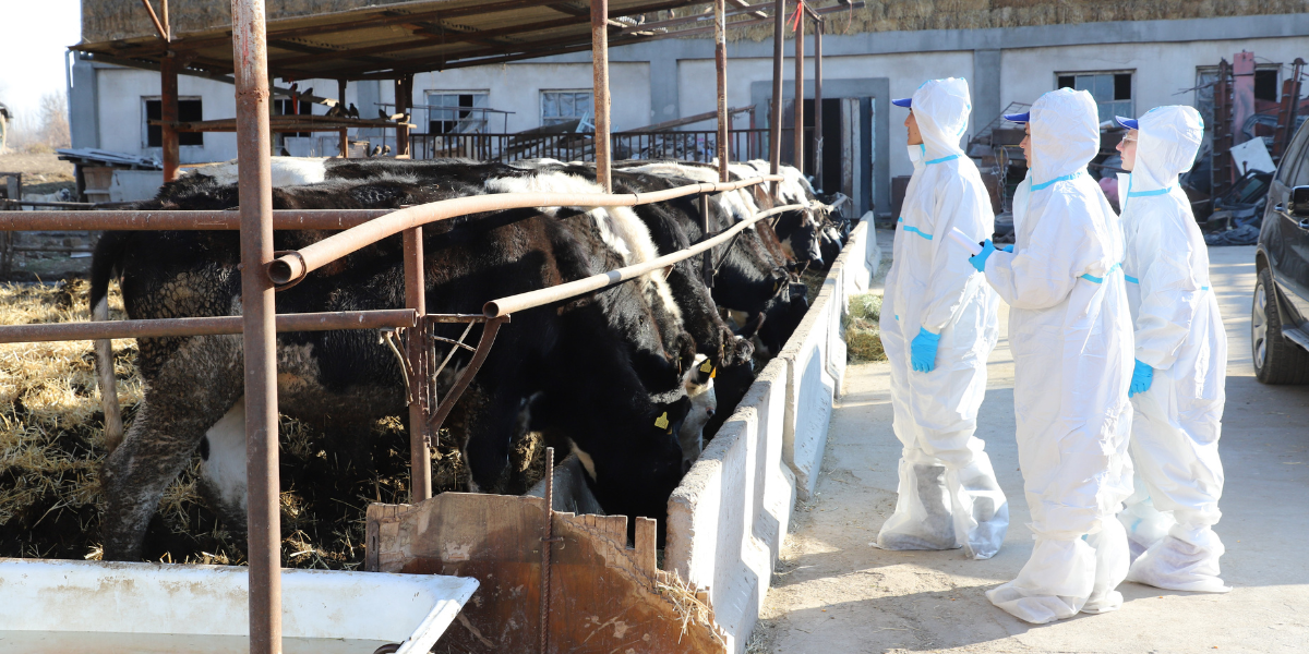 Кыргызстанда 30дан ашык мал ылаңына так диагноз коюлат