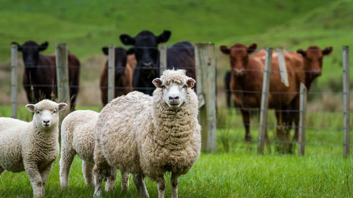 Фермерлерге 187 млн сом жеңилдетилген насыя берилди