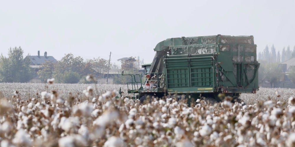 Араван менен Кара-Сууда пахта түшүмү эки эсеге көп болду