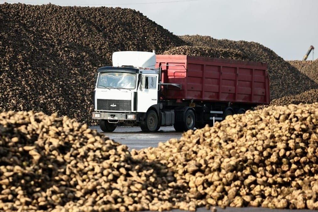 Кант кызылчасы Кыргызстанда 85,9% жыйналды