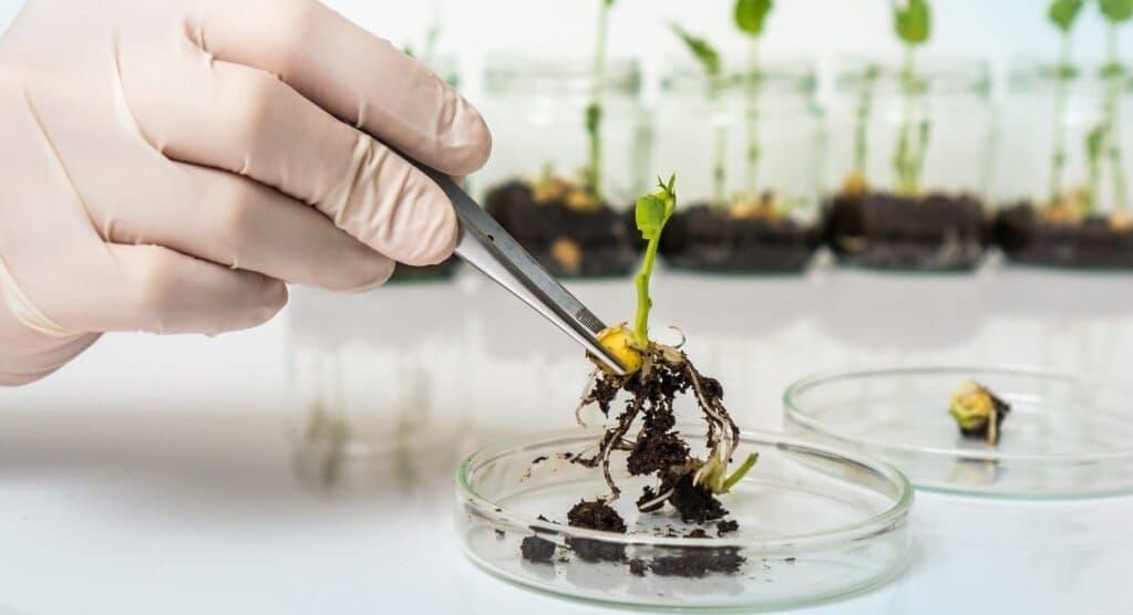 Өсүмдүктөрдүн коопсуздугу үчүн 10 айда 40 миңден ашык  экспертиза жүргүзүлгөн