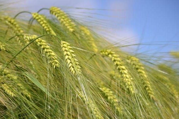 Инновациялык үрөн себүү ыкмасынын натыйжалуулугу тастыкталды