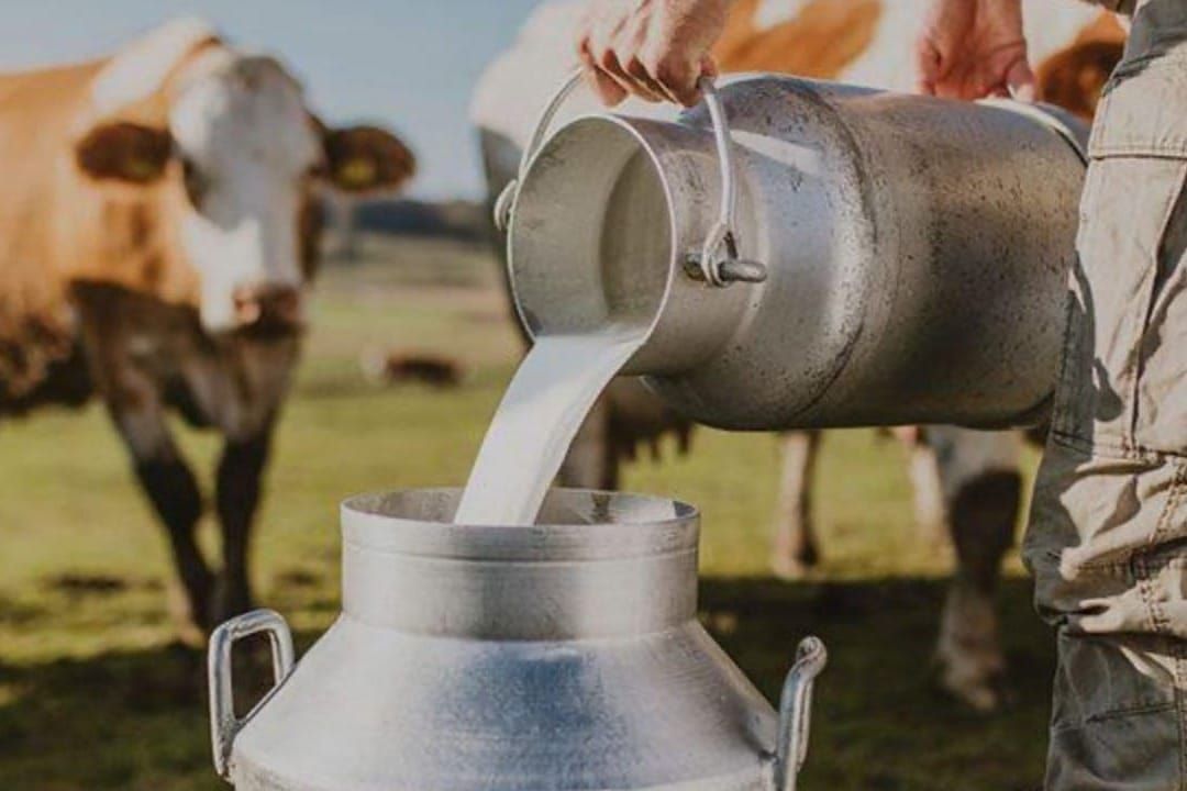 Сүт өндүргөн фермерлер пайызсыз жана күрөөсүз колдоо алышты