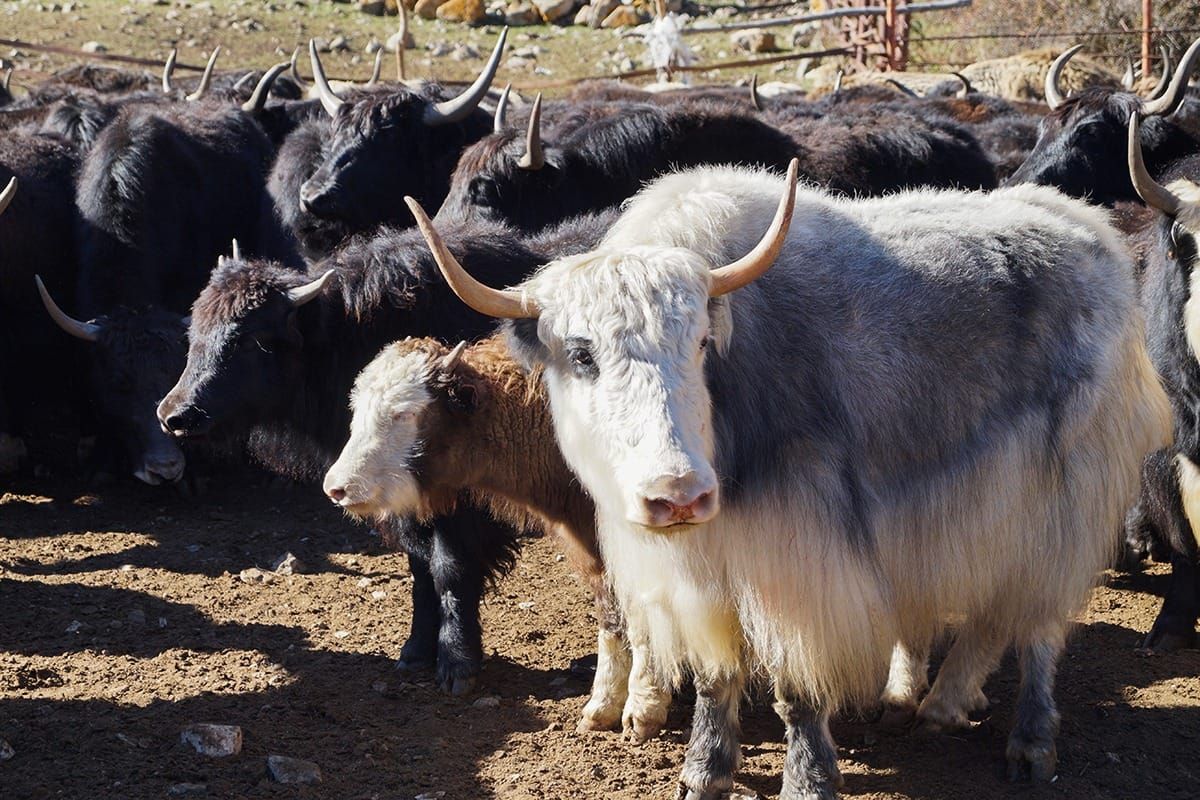 Чоң-Алайдын "Наркул" чарбасында 320 баш асыл тукум топоз багылууда