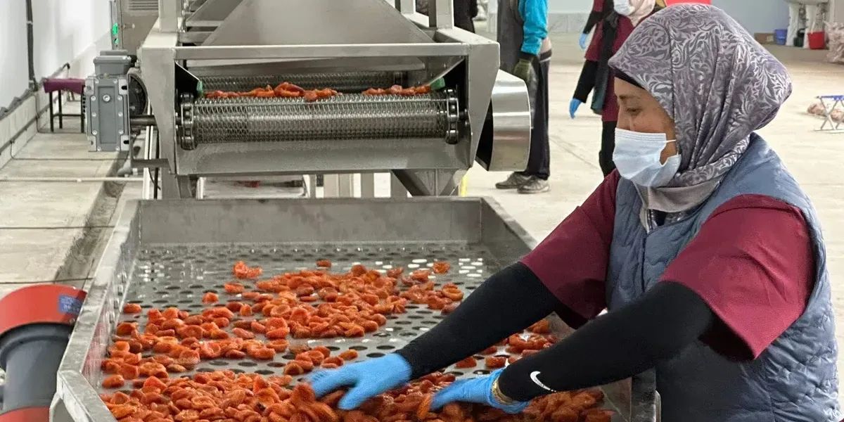 Баткенде күнүнө 2 тонна мөмө-жемиш иштетүүчү фабрика ачылды