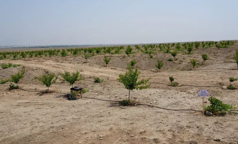 Мамлекет өлкөдөгү 614 миң гектар кунарсыз жерди каалоочуларга берет