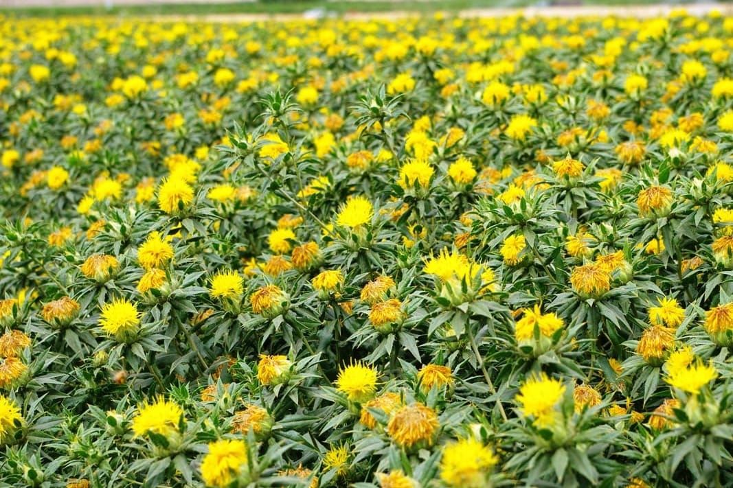 Сокулукта сафлор аянтын кеңейтүү максат кылынып жатат