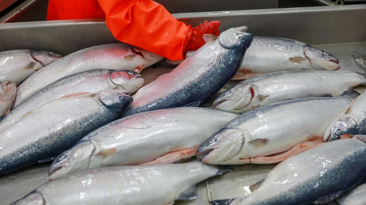 Былтыр Кыргызстанда 19,5 миң тонна товардык балык өндүрүлгөн