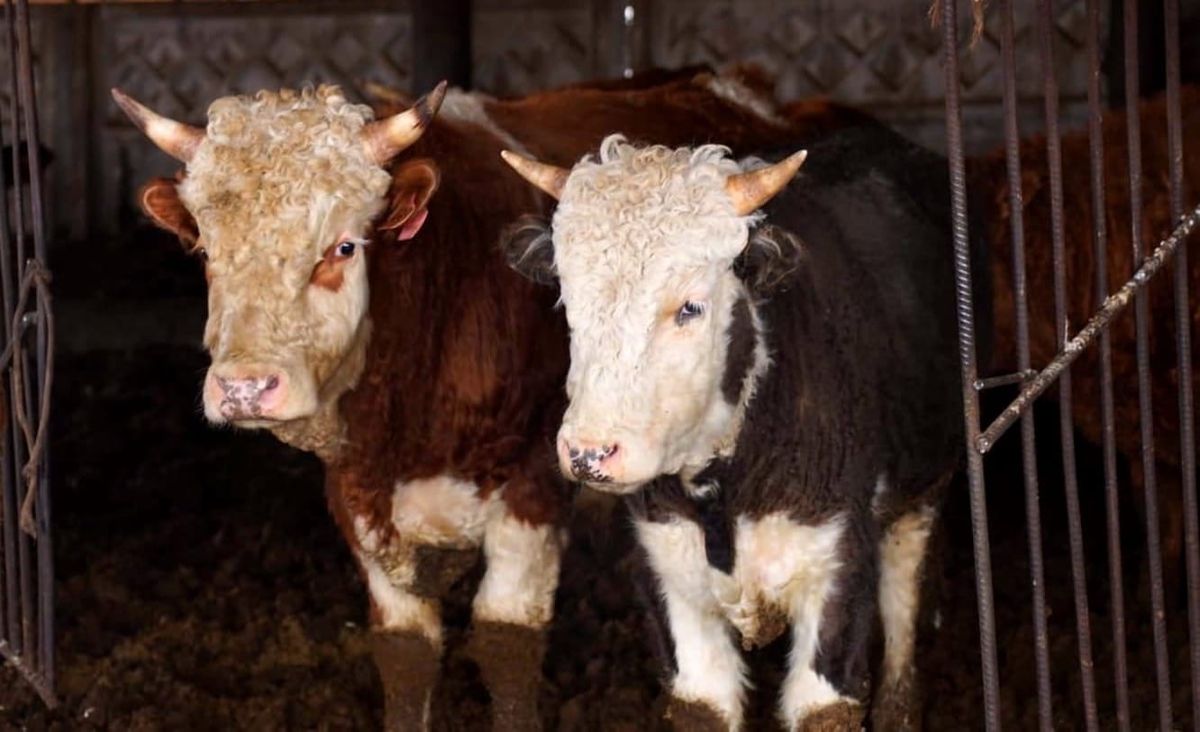 Мал чарбасына багытталган насыялардын натыйжалуулугу бааланды