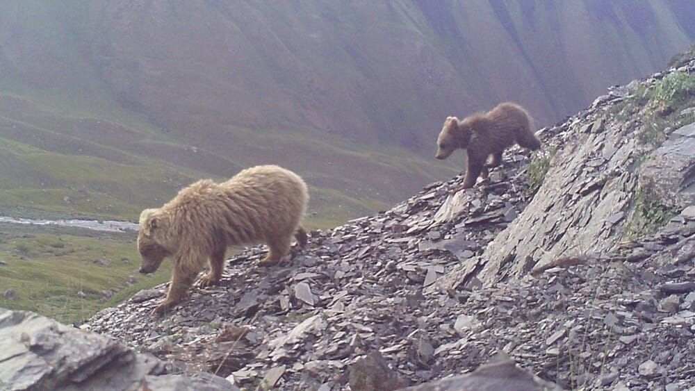 "Хан-Теңири" паркында күрөң аюулар көбөйүп бара жатат