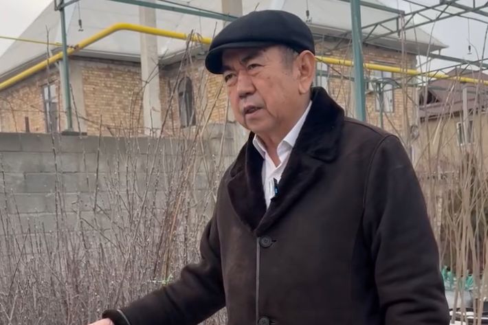 Алма көчөттөрүнөн кантип мол түшүм алса болот?