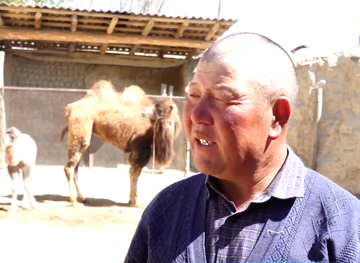 Чет өлкөлүк туристтерге төөлөр кортежи менен “Кыргыз көчүн” уюштурабыз – Шербото Күрөңкеев