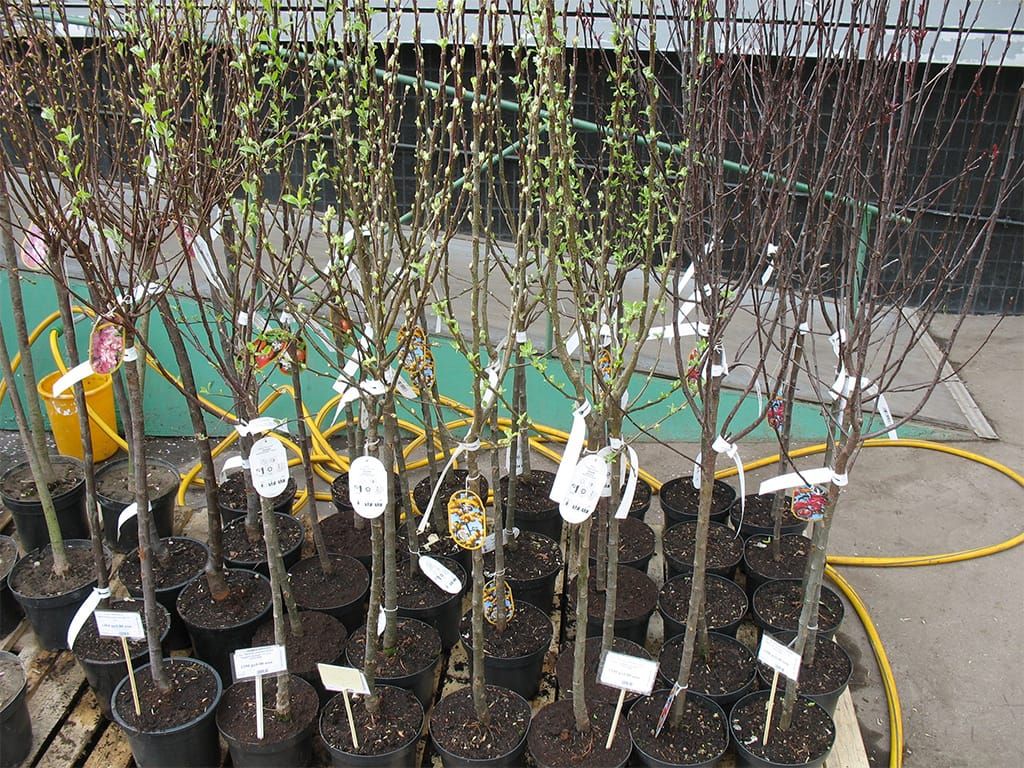 Кыргызстанда көчөттөр импорту 2025-жылы 2 эсеге кыскарган