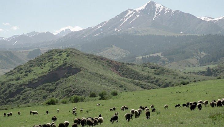 ЖК депутаты жайыт комитеттерин түзүү чоң ката болгонун билдирди