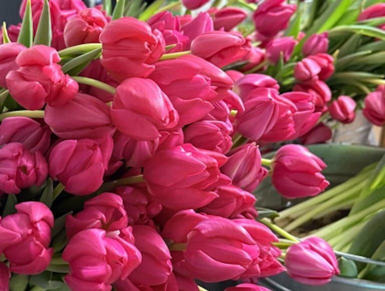 "Бишкек жашыл курулуш" жоогазындарга буйрутма ала баштады