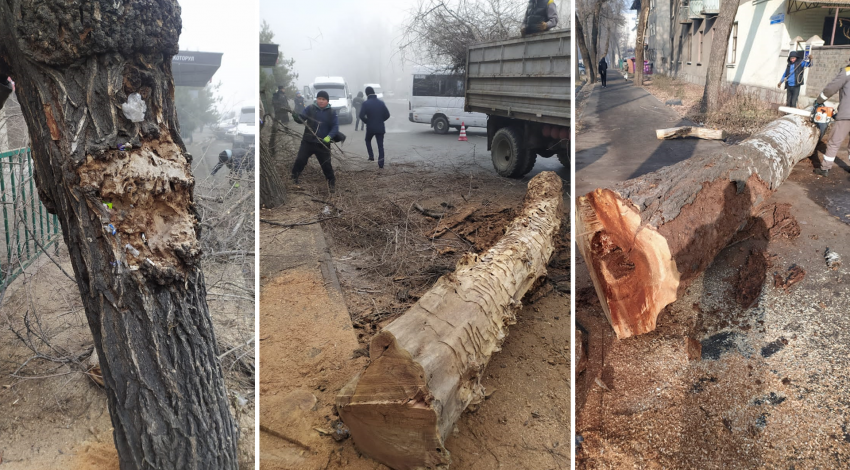 Бишкек шаарында быйыл миңге жакын эски бак-дарактар кыйылат