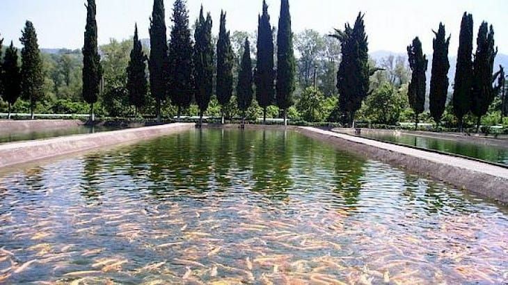 Токмок токой чарбасында балык чарба кооперативи түзүлөт