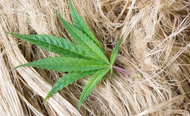 Д.Бекешев: Кара куурайдан кийим өндүрүүнү тездетишибиз керек