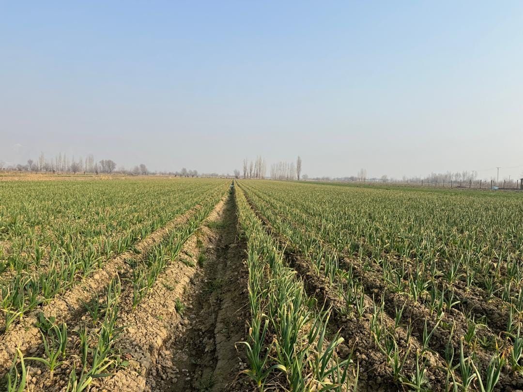 Аравандын пияз жана сарымсак талааларына мониторинг жүргүзүлдү