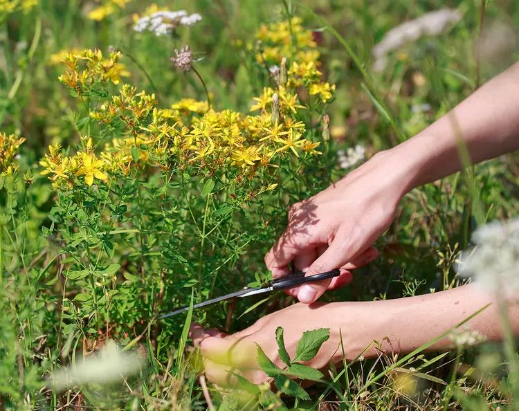 Кыргызстанда 15 түрдөгү дары чөптөрдү өстүрүүгө уруксат берилет