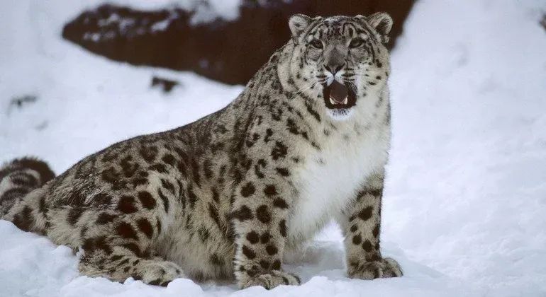 Кыргызстанда ак илбирсти байкоо турлары өнүгүп жатат