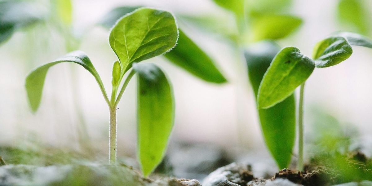 Импорттолуп келген көчөттөргө фитосанитардык көзөмөл күчөтүлдү