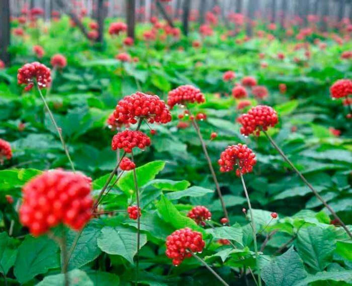 Өзбекстанда женьшень өстүрүлөт