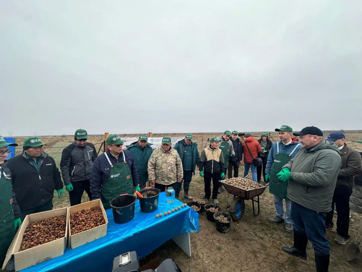 Баткенде деградацияга учураган 8 гектар жерге бадам эгилүүдө