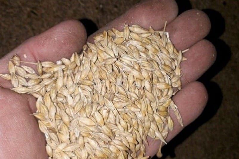 Ат-Башы районундагы аз камсыз болгон үй-бүлөлөргө арпа таратылды