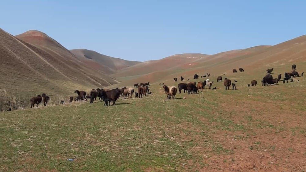 Кыргызстандын жайыттарына учак менен үрөн себүү процесси.