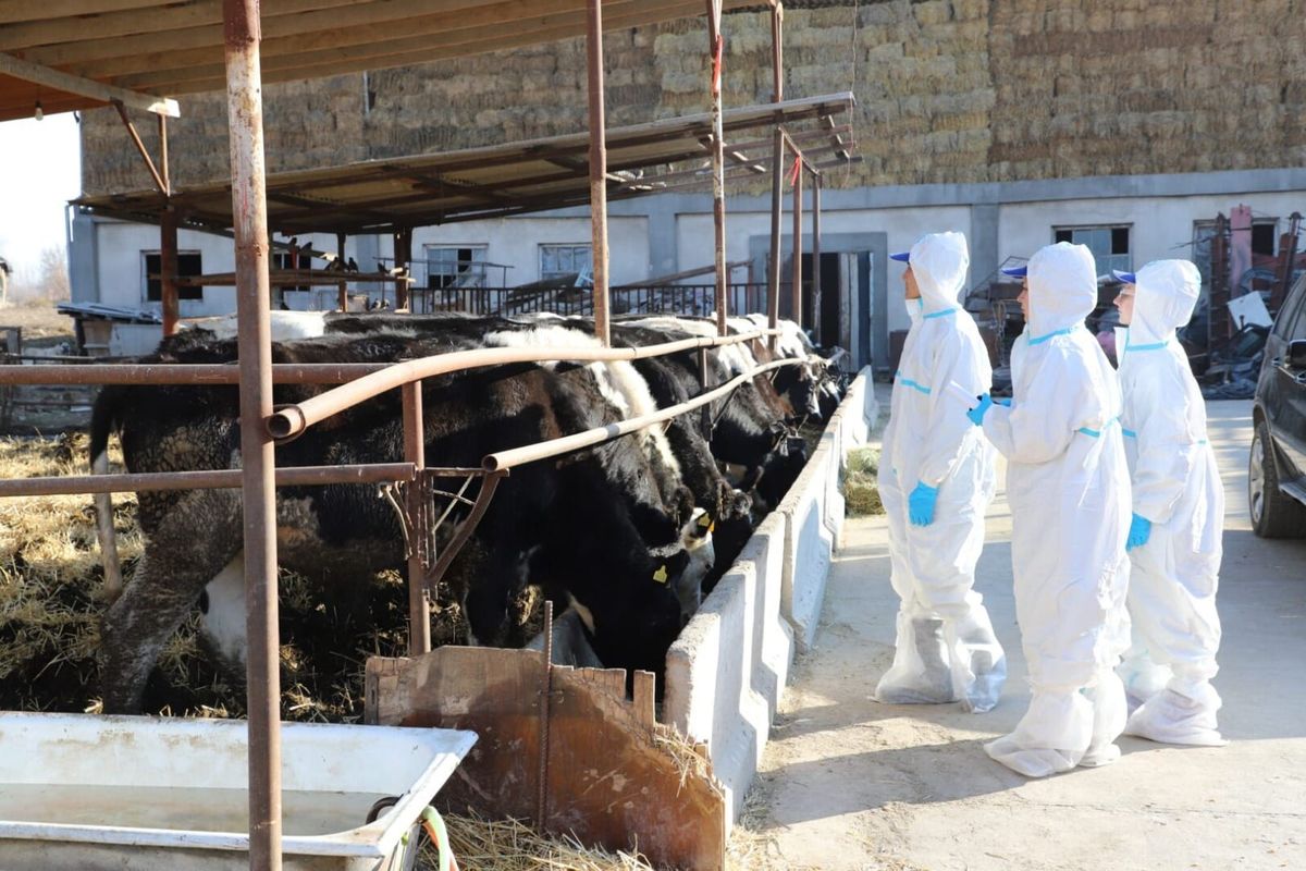 Кыргызстанда ветеринардык көзөмөл чаралары күчөтүлдү