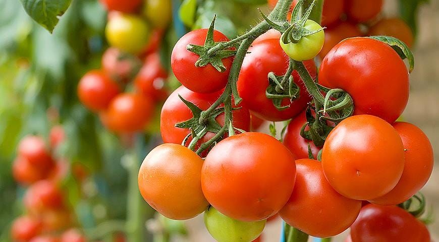 Өзбекстан Кыргызстанга былтыр 5 миң тоннадан ашык помидор экспорттогон