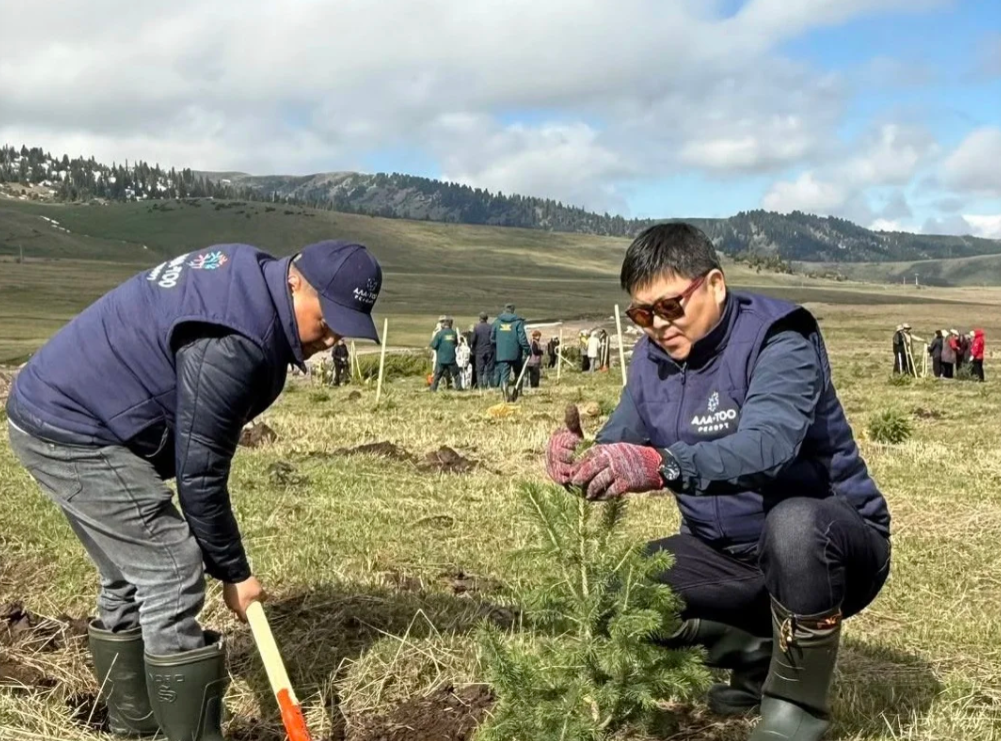 Жыргалаң курортунда 3 миң карагай көчөтү отургузулду