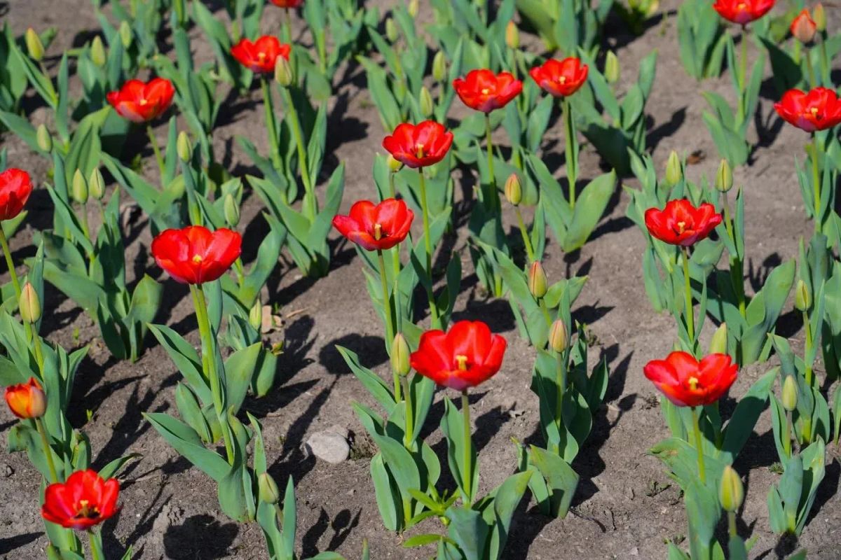 Бишкек 230 миң жоогазын менен көрктөндүрүлдү