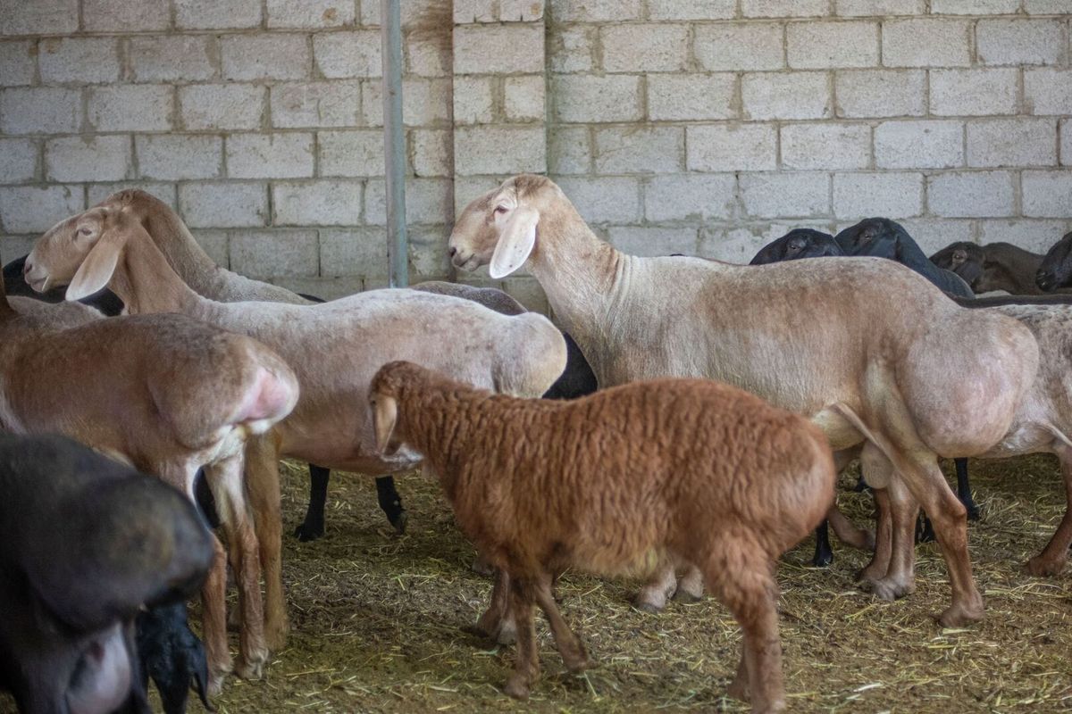 Айыл чарбанын дүң продукциясы 3 айда 47,9 млрд сом болду