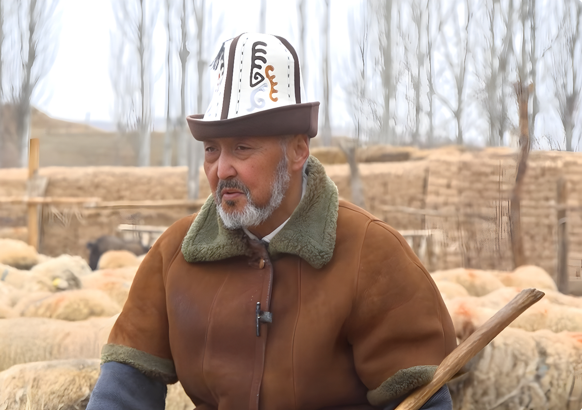 Жасалма уруктандыруу менен мериностун 100үнөн 135 козу алып, холестеринсиз эт жана уяң жүн өндүргөн Султанбек Абдыжакыпов