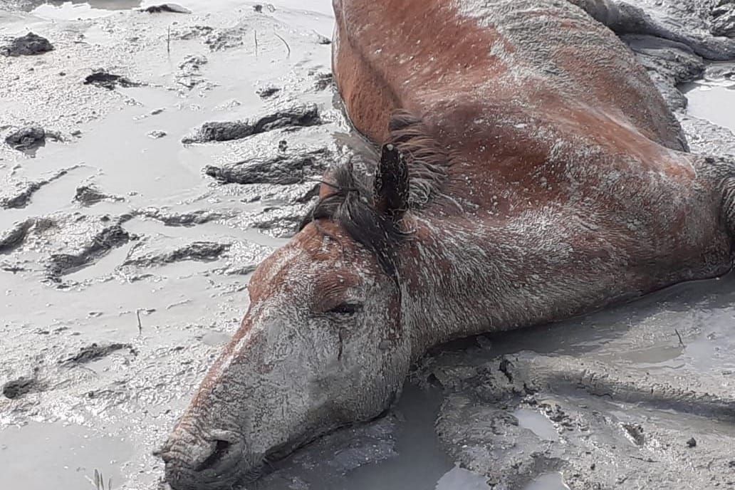 Казакстанда эки күндө 550дөн ашуун мал кырылды