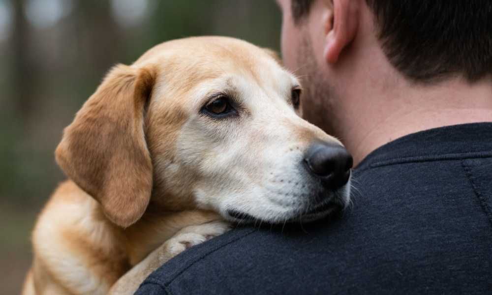 Италияда үй жаныбарын багууга акы төлөнүүчү эмгек өргүү берилет