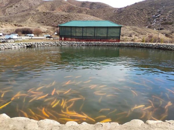 Өлкөдө 534төн ашык жеке жана 6 мамлекеттик балык чарба бар