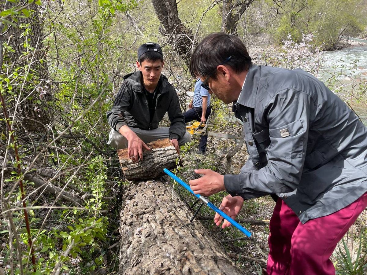 Чычкан капчыгайында дарактар зыянкечтен жабыркап, тиешелүү чара көрүү талап кылынууда