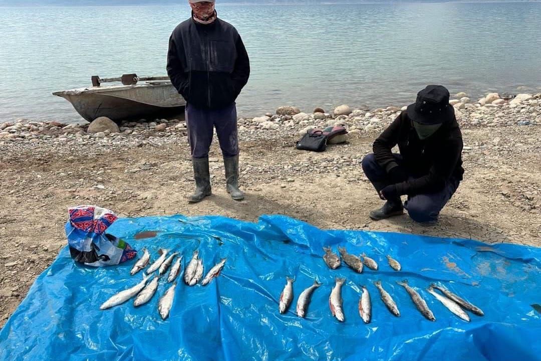 Токтогул суу сактагычында мыйзасыз балык кармагандар аныкталды