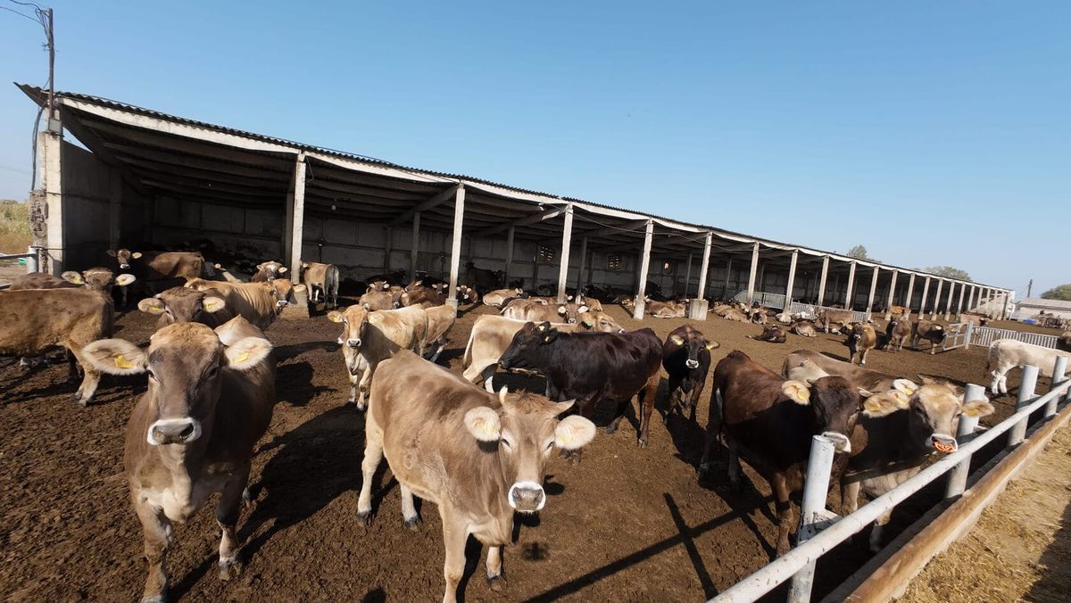 Кыргызстанда мал чарбасын өнүктүрүүнүн 5 жылдык программасы даярдалып жатат