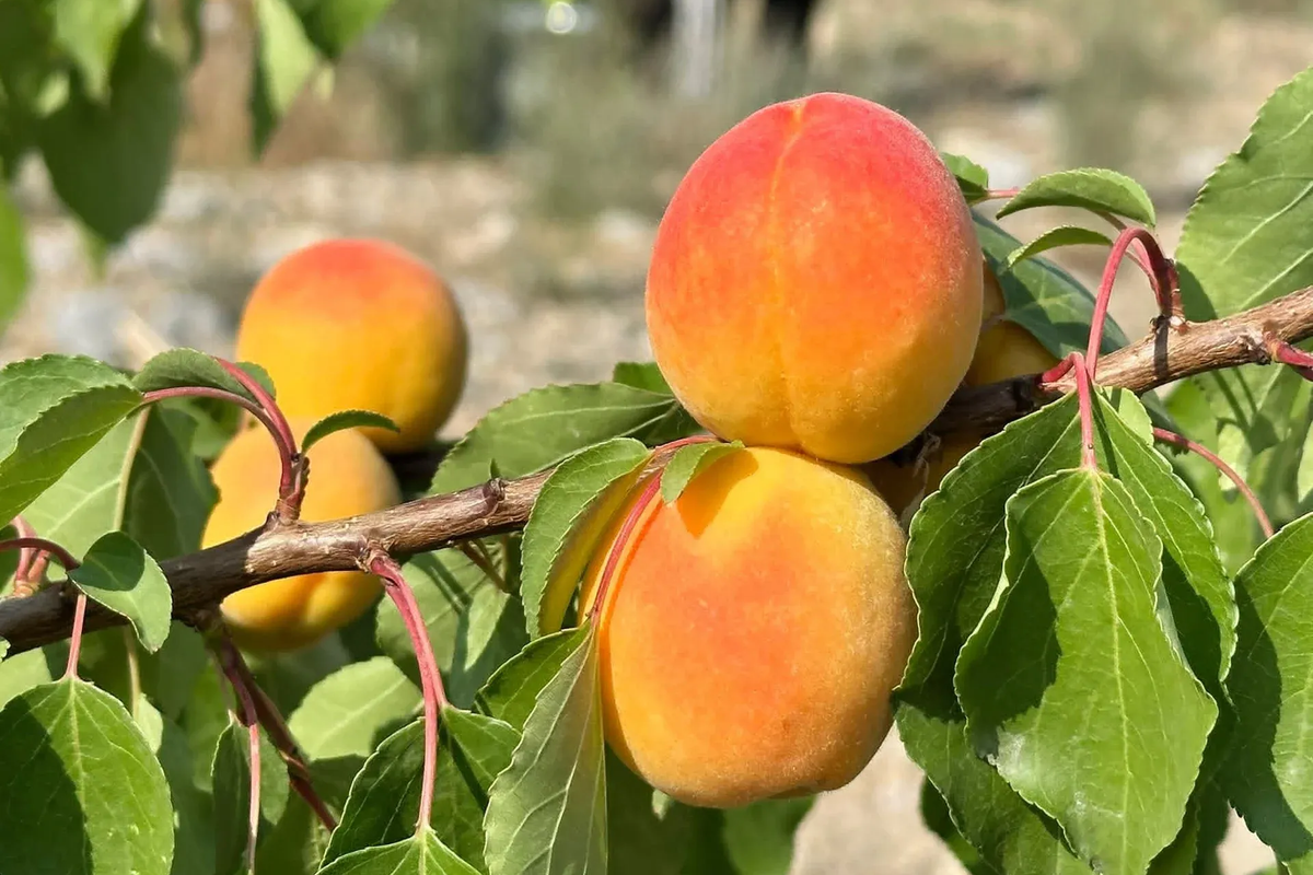 Баткенде өрүк бышып, Казакстан жана Орусияга экспорттолууда