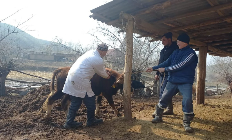 Шарпка каршы 4 млн доза: Кыргызстанда эпизоотиялык абал кандай?