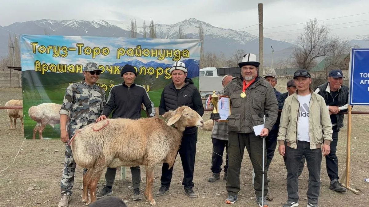 Тогуз-Тородо арашан кочкорлорунун көргөзмөсү өттү